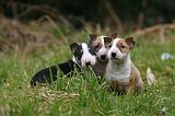 BULL TERRIER MINIATURE 236